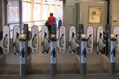 Edinburgh Zoo Penguin-min